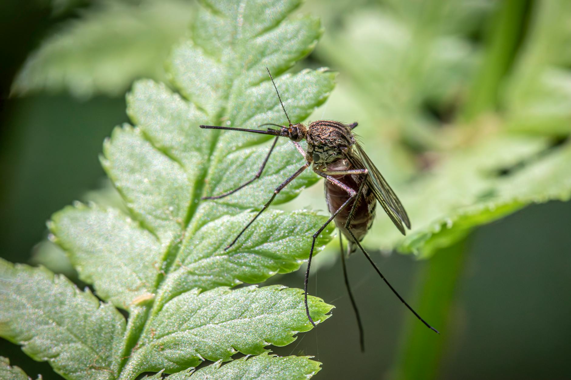 a mosquito is sitting on a leaf with its legs spread